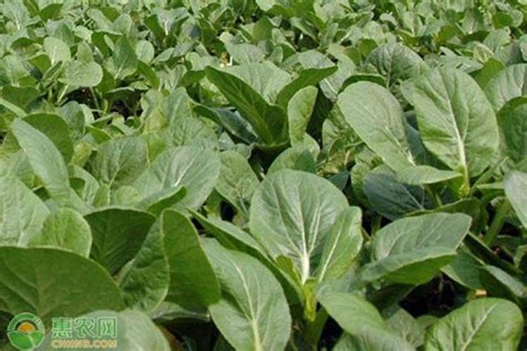 春茄子苗期为何出现“僵苗”？怎样种植露地春茄子？