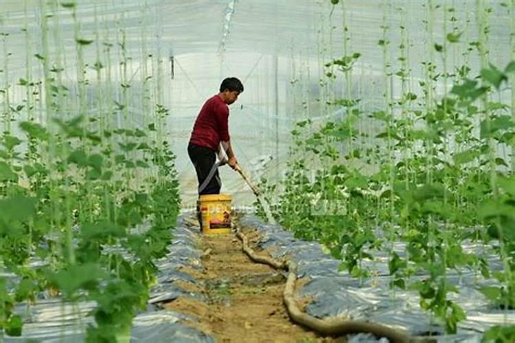 春分节气的农事活动及养生秘诀