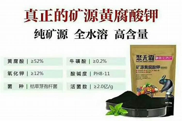 生姜立秋后可以施尿素吗