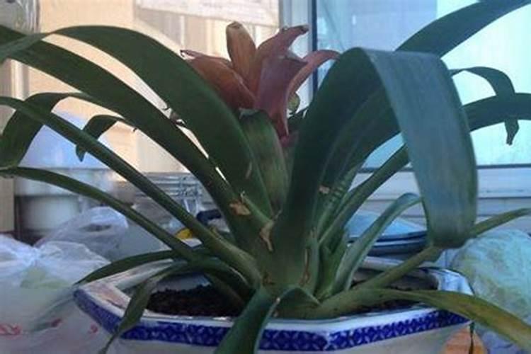 凤梨鱼养才能长得快方法 凤梨鱼怎么养才能长得快