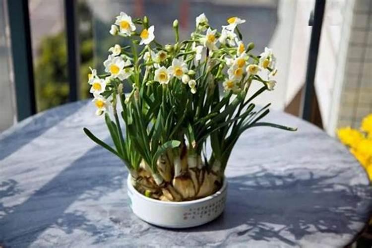 水仙花养在水里需要施什么肥料？要放在阳光底下吗？