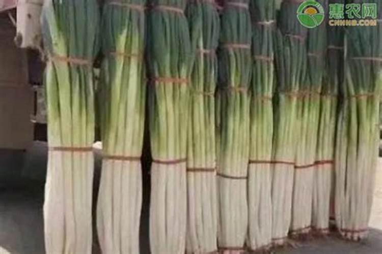 大葱专用肥料哪种的好？大葱抗病增产喷施昆仑风叶面肥!