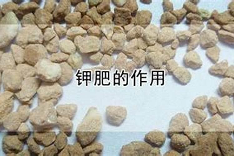 氮肥一般常用是什么肥料