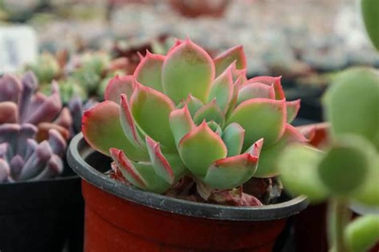 多肉植物施什么肥容易爆盆