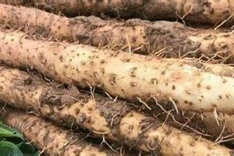 山药底肥放什么肥好 底肥施用方法