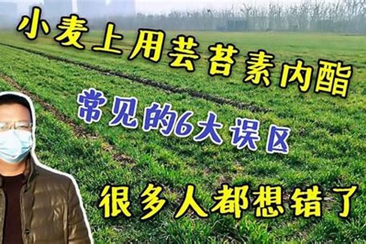 小麦冬前要喷芸苔素吗