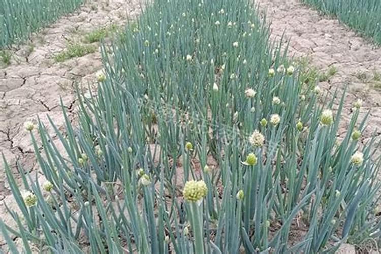 芸苔素对大葱的作用