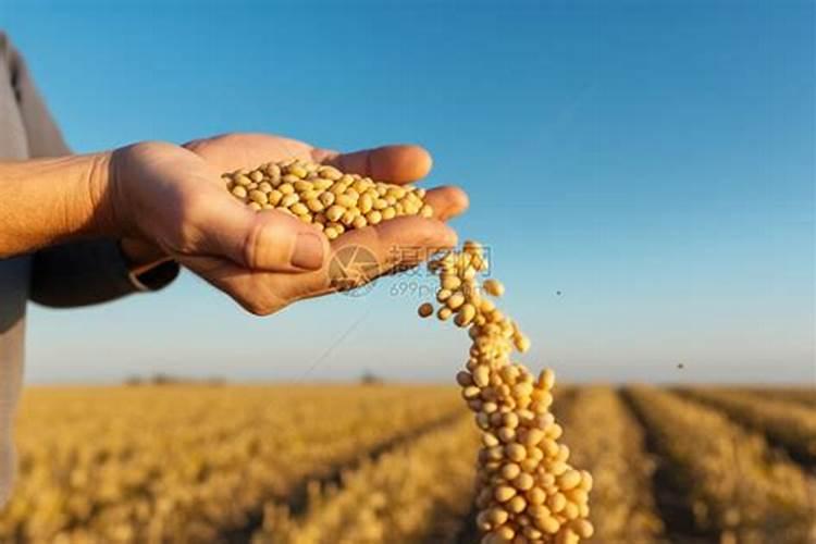 新元素中量元素水溶肥叶面肥 水溶肥果嘉丽的优势。