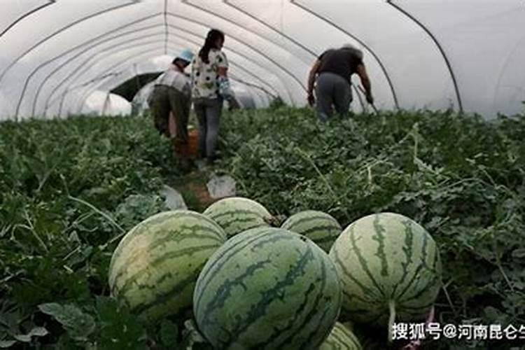 为让西瓜甜度爆表,应选择什么肥料？