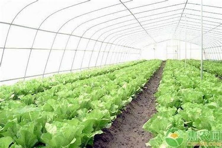 钙肥的用途和功能