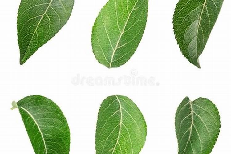 果树叶面施肥小技巧,你了解吗？