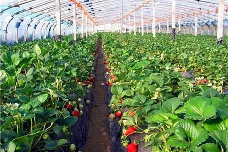 大棚草莓种植多少天可以冲施肥料