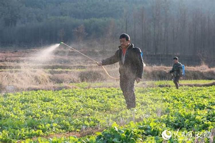 油菜高产王抽苔期什么时候喷雾最适合？