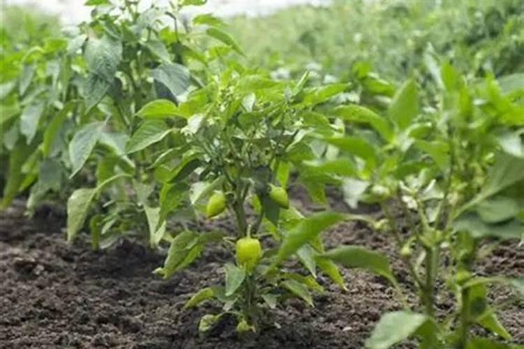 辣椒挂果期追肥用什么肥料好？辣椒结果期施肥用什么肥料？
