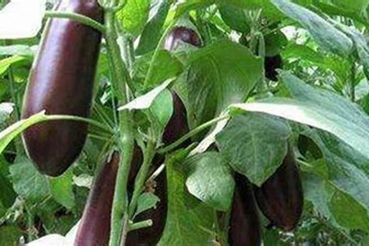 茄子种植什么时候好？叶面肥防病用什么好