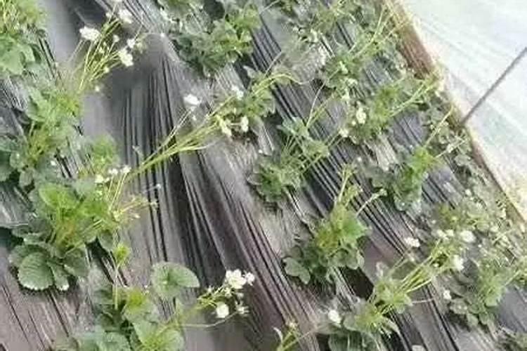 怎么给草莓苗补钙
