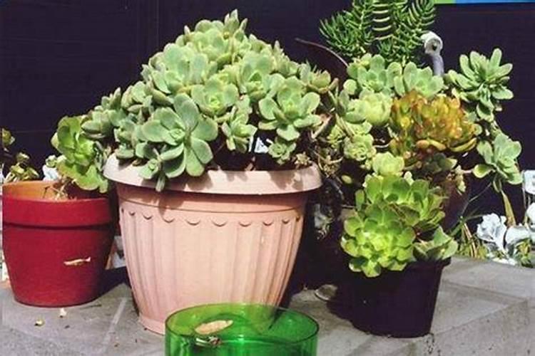 换盆后多久可以施肥