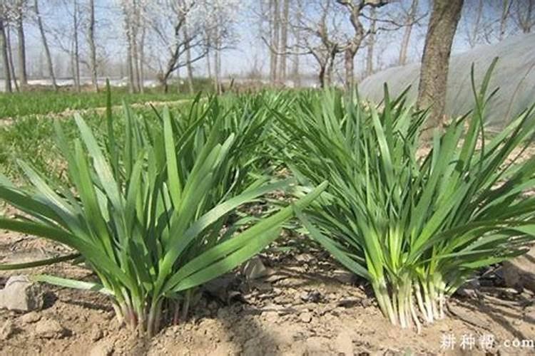 韭菜施什么肥长得又快又壮