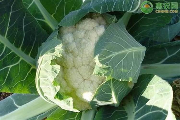 磷酸二氢钾在蔬菜上怎么用化肥料o？