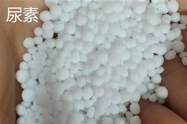 水杉用什么肥料最好