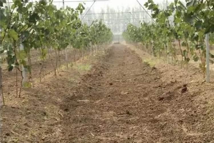 第一年新种的葡萄苗该施什么肥料