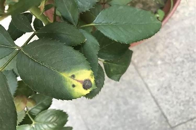 大白菜帮上外侧有黑斑怎么回事