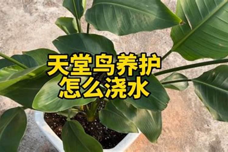 玉米刚出撩打药可以吗