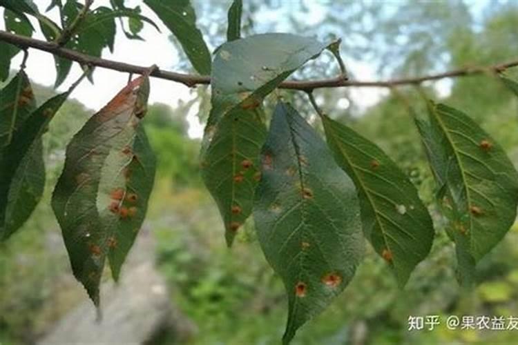 李子树施什么肥好