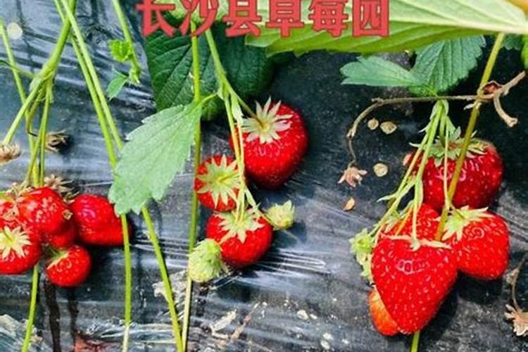 草莓开花结果期怎么施肥 肥料要怎么选择