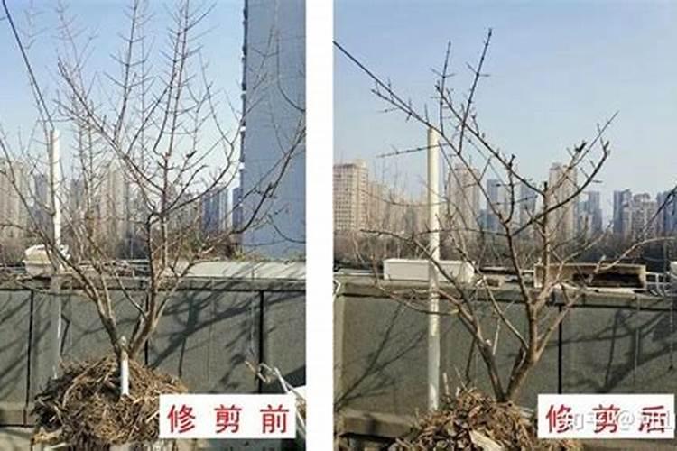 月季冬季,如何修剪呢？