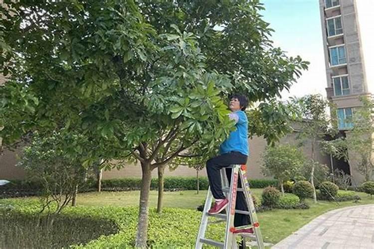 菊花冬天如何修剪