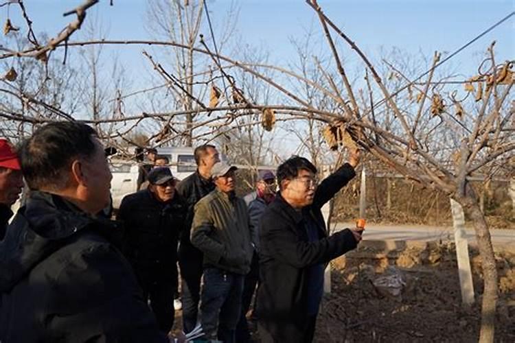 雪松树的冬季修剪可行吗,应:在几月份？