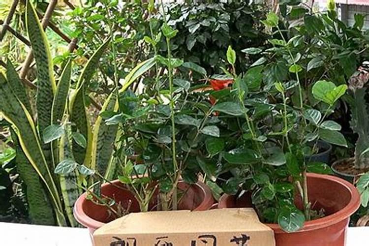 茉莉底肥放什么肥好(底肥施用方法)