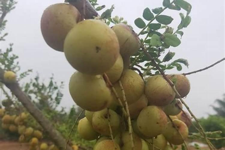 钾肥一亩地用多少斤