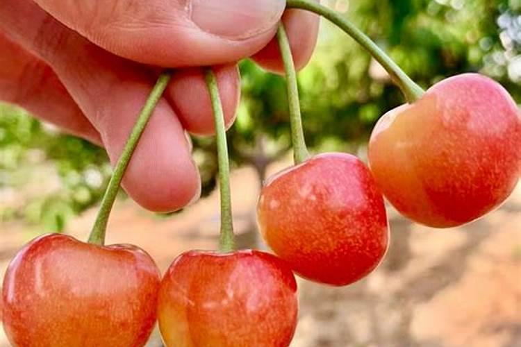 樱桃上的问题:樱桃花前施什么肥、水怎么浇？