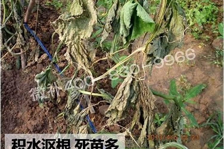 下雨时可以给果树散水溶肥吗？