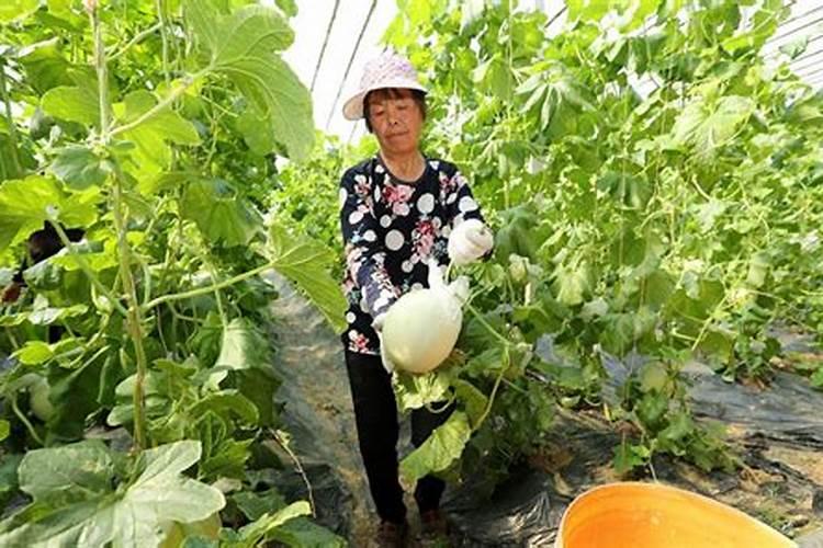 香瓜裂果原因是什么 甜瓜为什么裂果