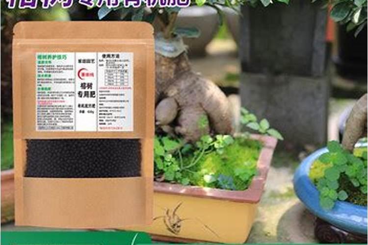 哪些盆景花喜肥