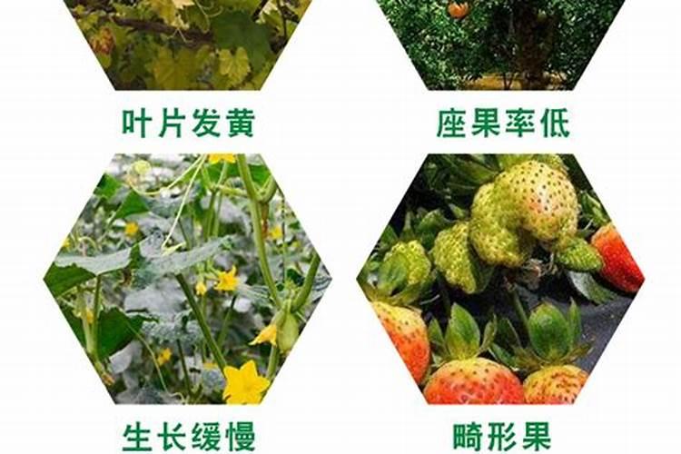 大棚樱桃水肥管理