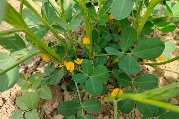 花生开花期要施什么肥