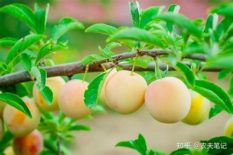 李子怎样保花保果