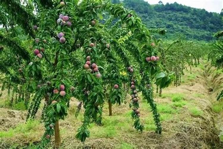 种植李子怎么管理结果多产量高？李子膨果增甜叶面肥哪种好