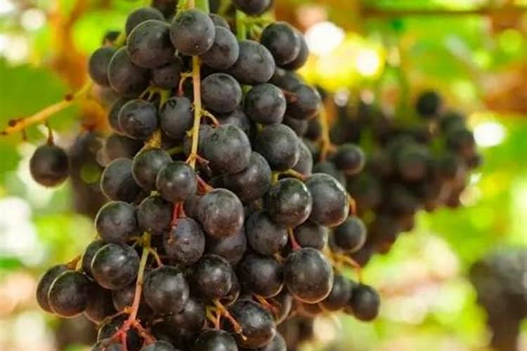 葡萄钾肥用多了不长粒怎么办