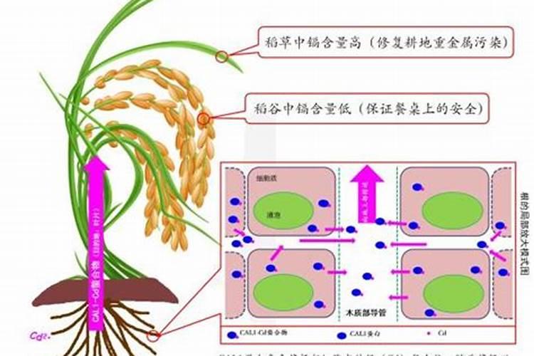 叶面阻控剂用在水稻上的原理是什么？怎么个用法？