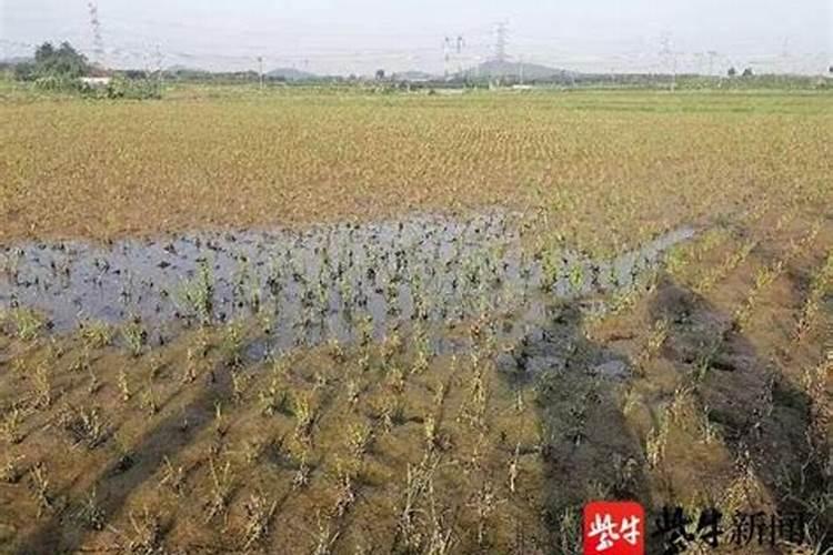 什么是蛋白硒叶面肥？效果是什么