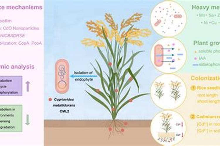 什么是叶面肥？叶面肥施肥效果好吗