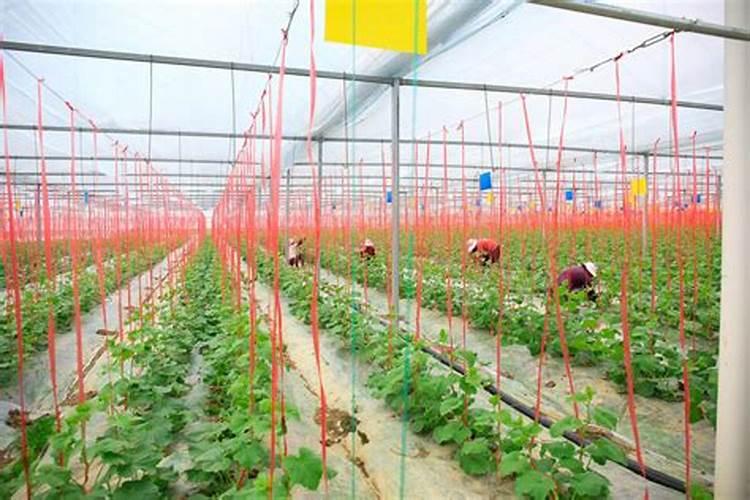 大棚甜瓜定植前后怎么管理？