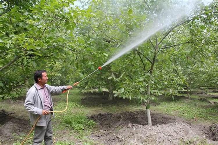 尿素能当叶面肥吗？怎样正确的叶面喷施方法省钱效果好？