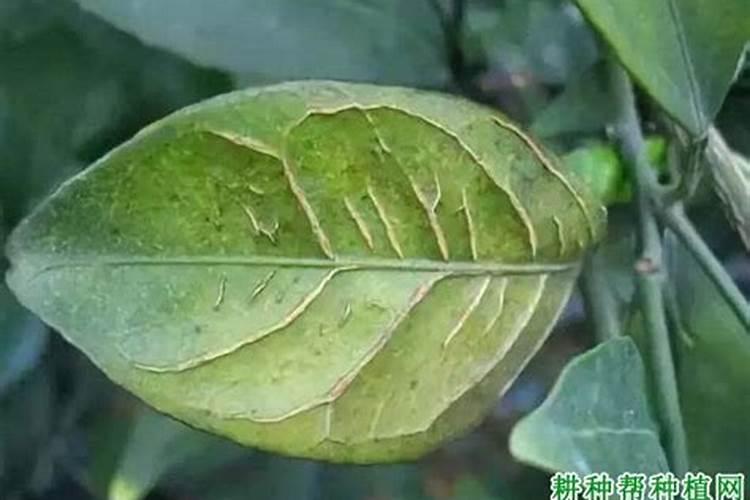 柑橘缺硼有哪些症状？