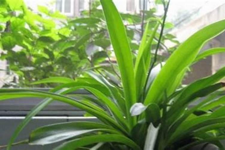 吊兰施什么肥才能更旺盛